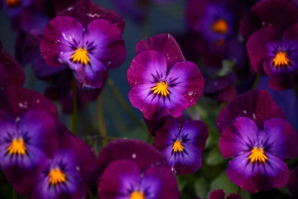 Purple spring flower