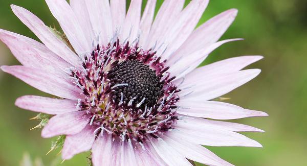 Purple Thistle