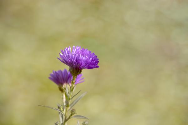 Purple Thistle Flower during Daytime