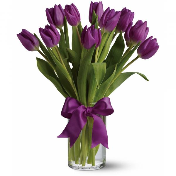 Purple tulips