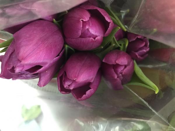 Purple Tulips