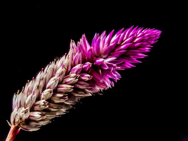 Purple White Flower
