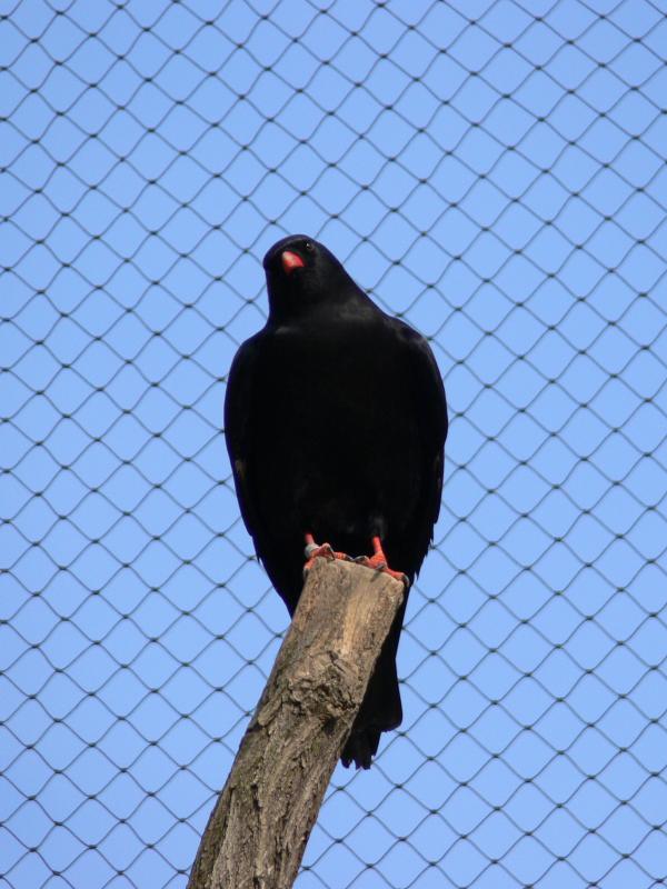 Pyrrhocorax