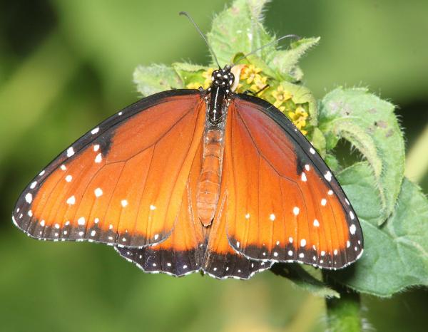 QUEEN (Danaus gillipus) (9-14-10) patagonia state park, scc, az