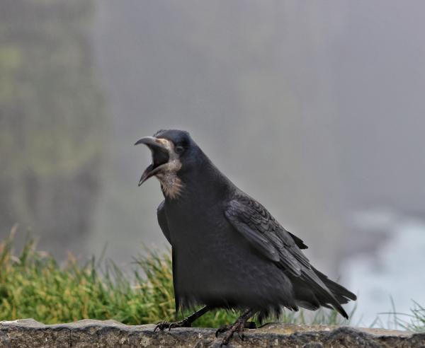 Quoth the rook