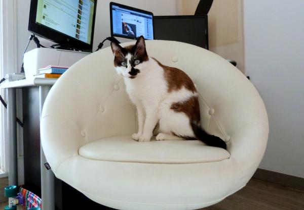 "Oh you wanted to sit in your office chair? Too bad."