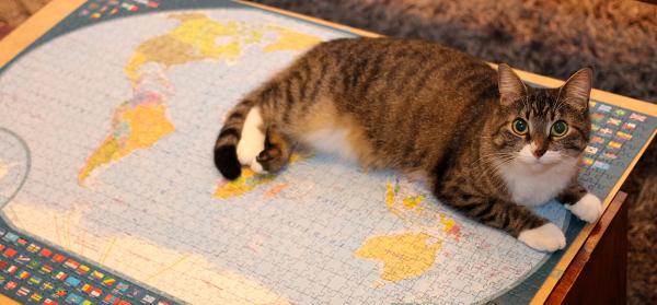 "What do mean, Cats don't rule the world?"