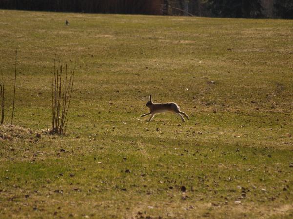 Rabbit
