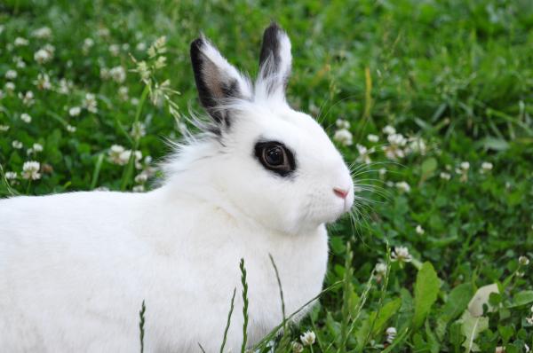 Rabbit
