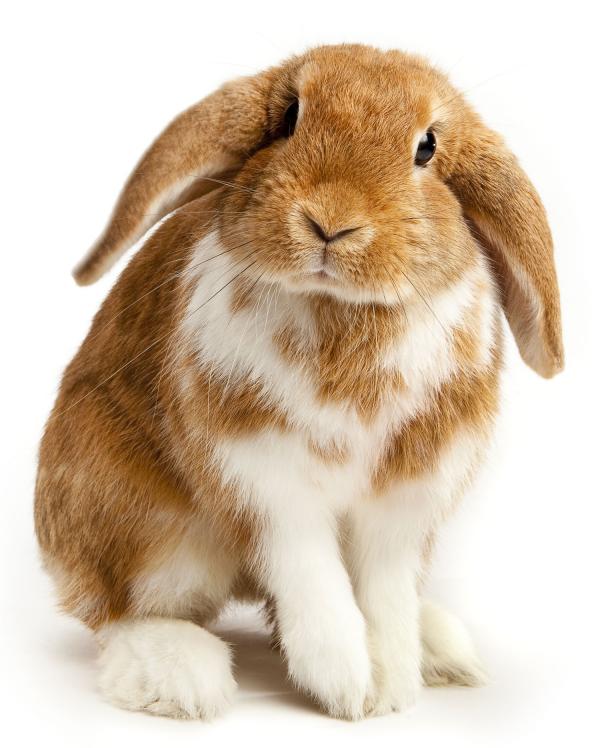 Rabbit