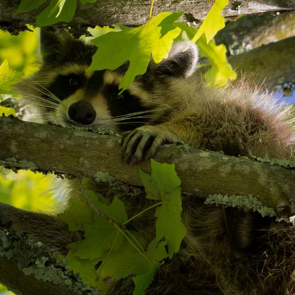 Raccoon on the Tree