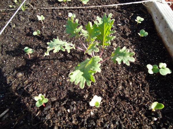 Radish seedlings