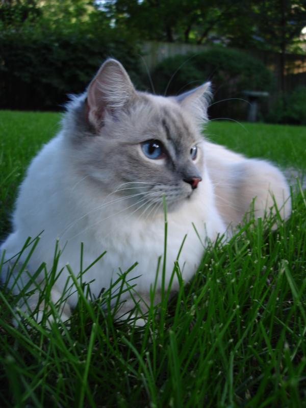Ragdoll Kitten Outside