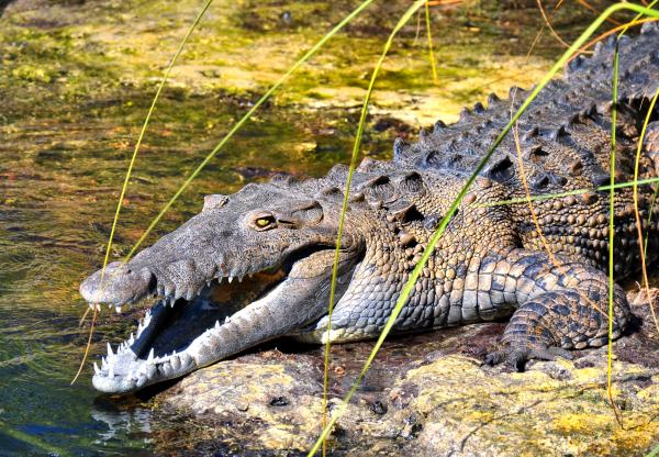 Raging Crocodile Coast