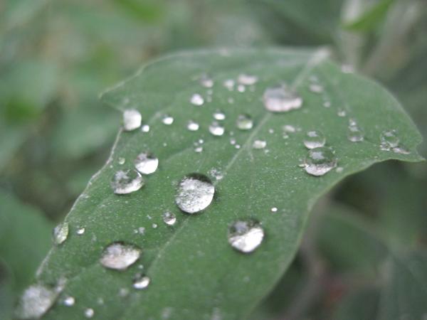 Rain drops on a green leaf