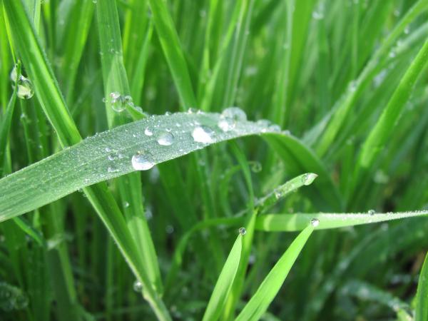 Rain drops on grass