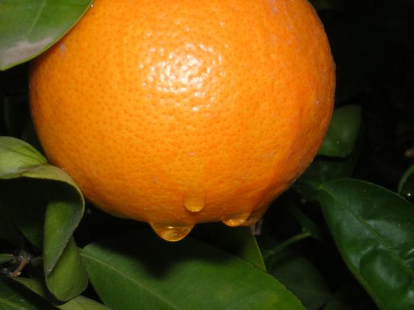 Rain drops on oranges