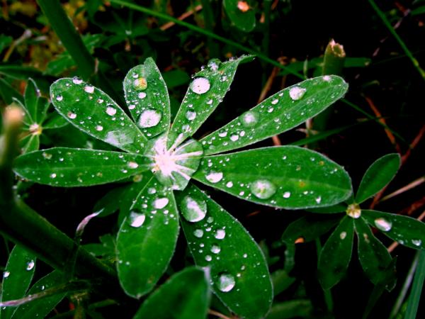 Raindrops