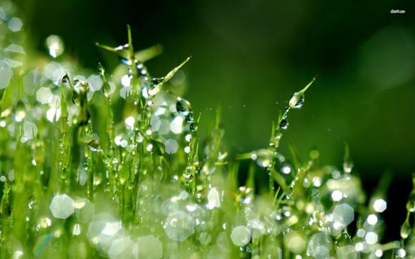 Raindrops on grass