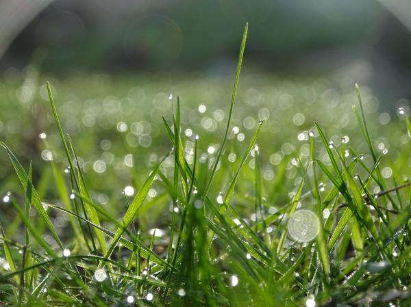 Raindrops on grass