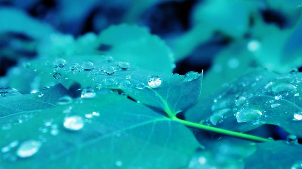 Raindrops