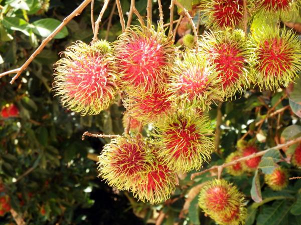 Rambutan Fruit Tree