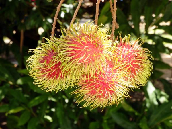 Rambutan Fruit Tree