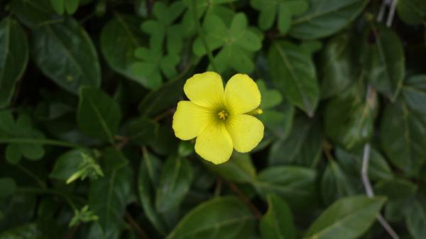Random flower