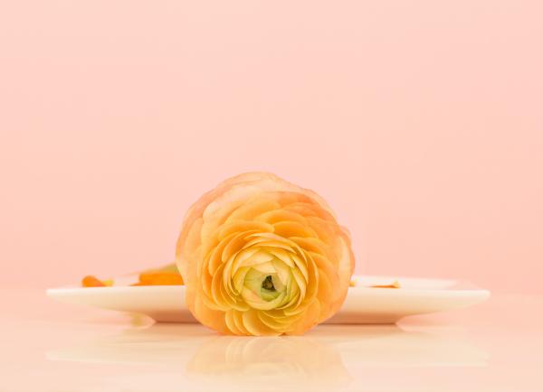 Ranunculus