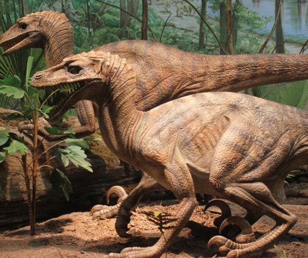 Raptors