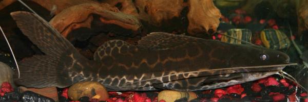 Rare hybrid catfish RTC x Marble or MRTC