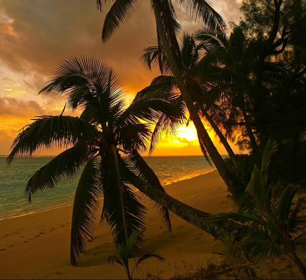 Rarotonga Beach Trees