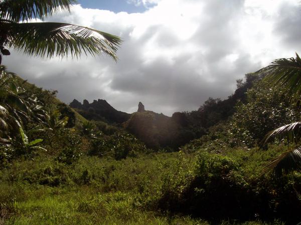 Rarotonga Bush