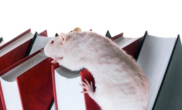 Rat &amp; books