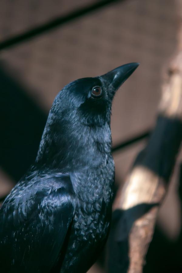 Raven