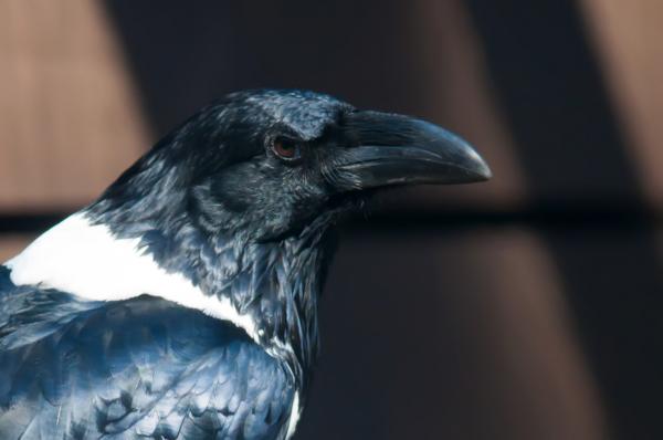 Raven