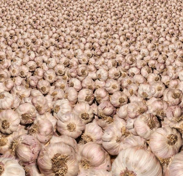 Raw Garlic