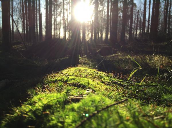 Rays hitting the grass