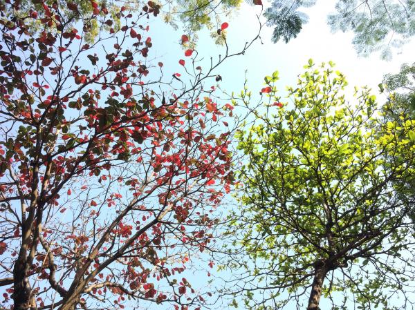 Red and Green Tree Leaves on a Sunny Day