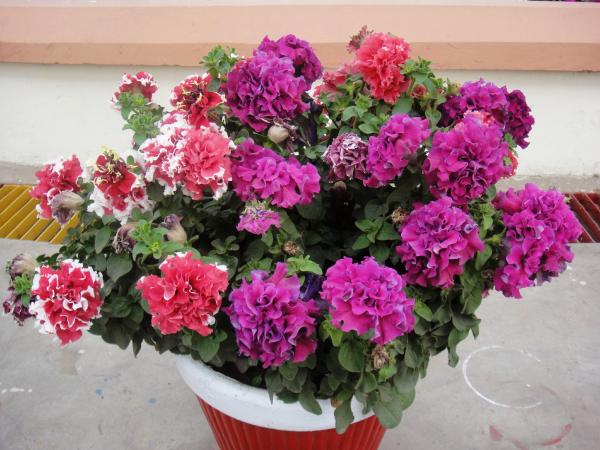 Red and purple flowers