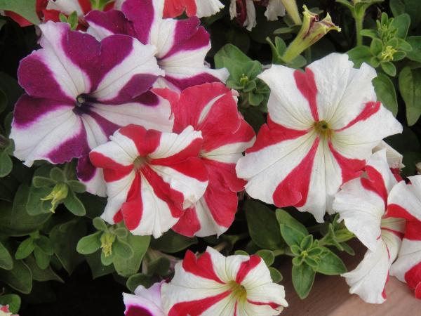 Red and White Flowers
