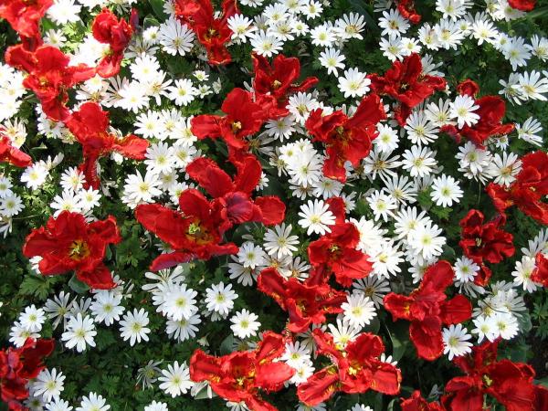 Red and white flowers