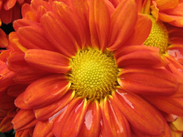 Red and Yellow Flower