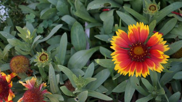 Red and Yellow Flower