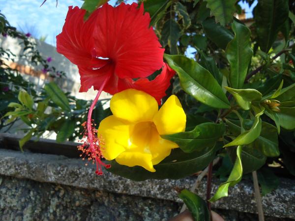 Red and Yellow Flowers