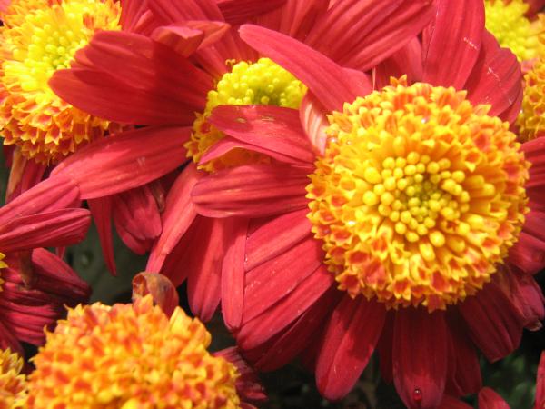 Red and Yellow Flowers