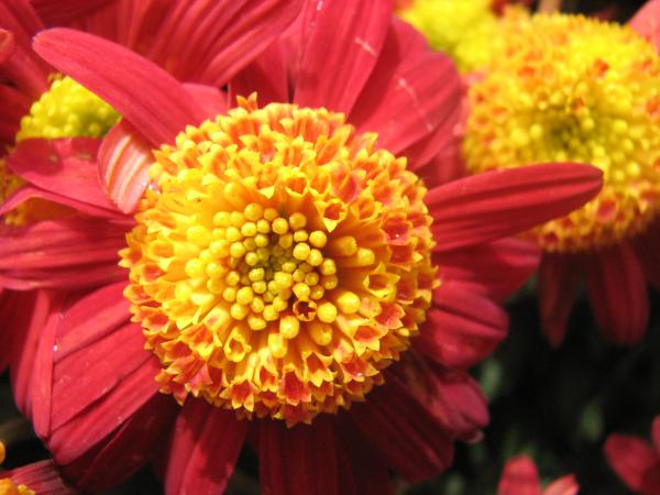 Red and Yellow Flowers