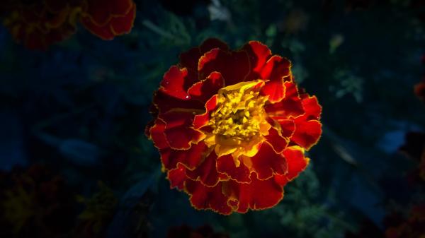 Red and Yellow Full Bloomed Flower