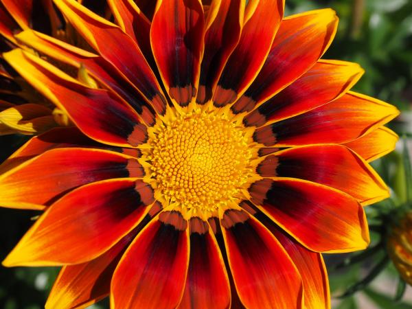 Red and Yellow Gazamia Flower