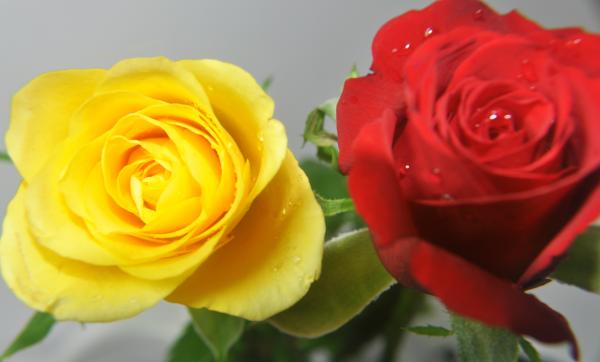 Red and Yellow Roses